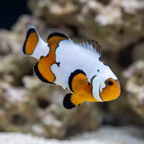 Snowflake Clownfish Premium - Captive Bred