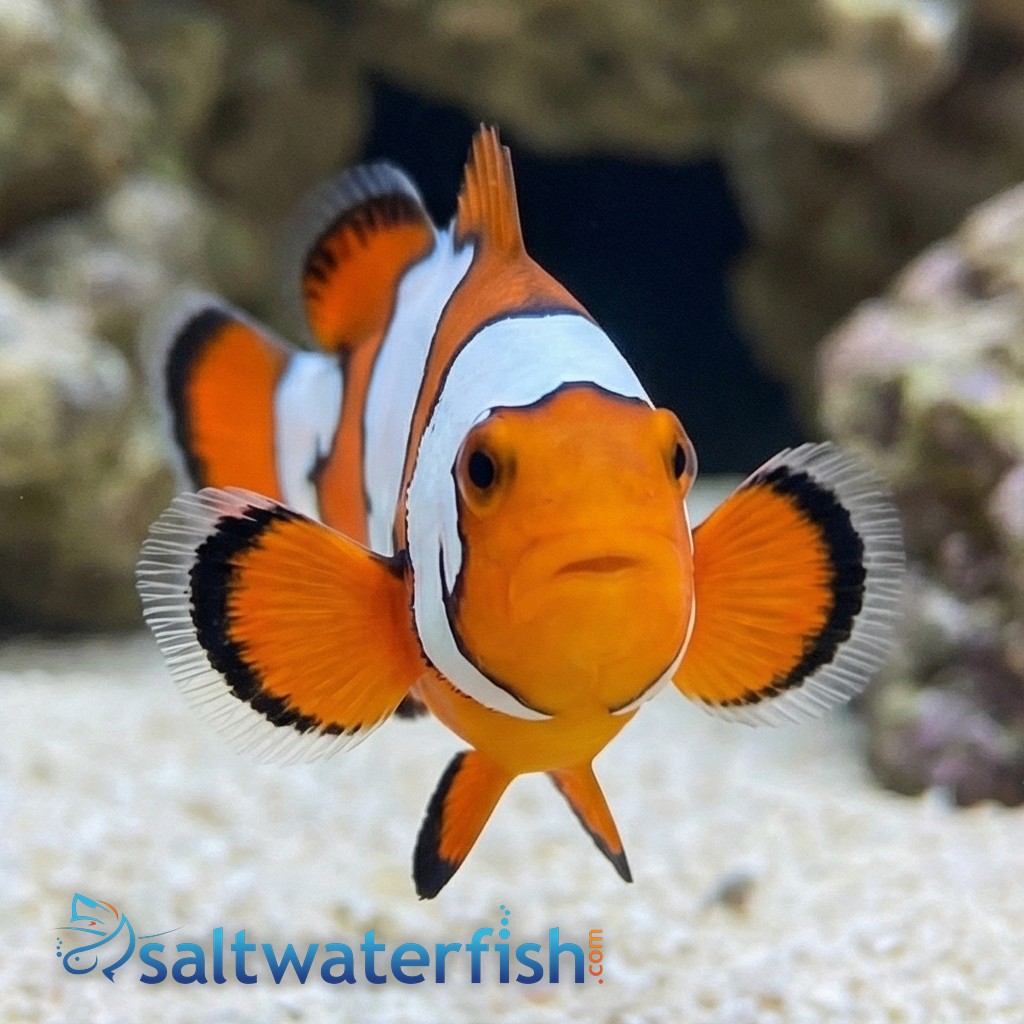 Snowflake Clownfish - Captive Bred
