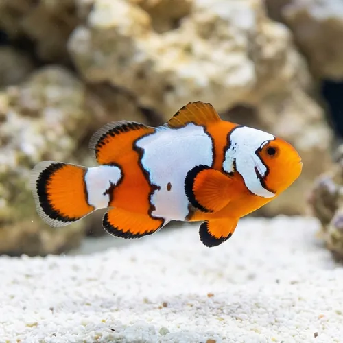 Snowflake Clownfish - Captive Bred