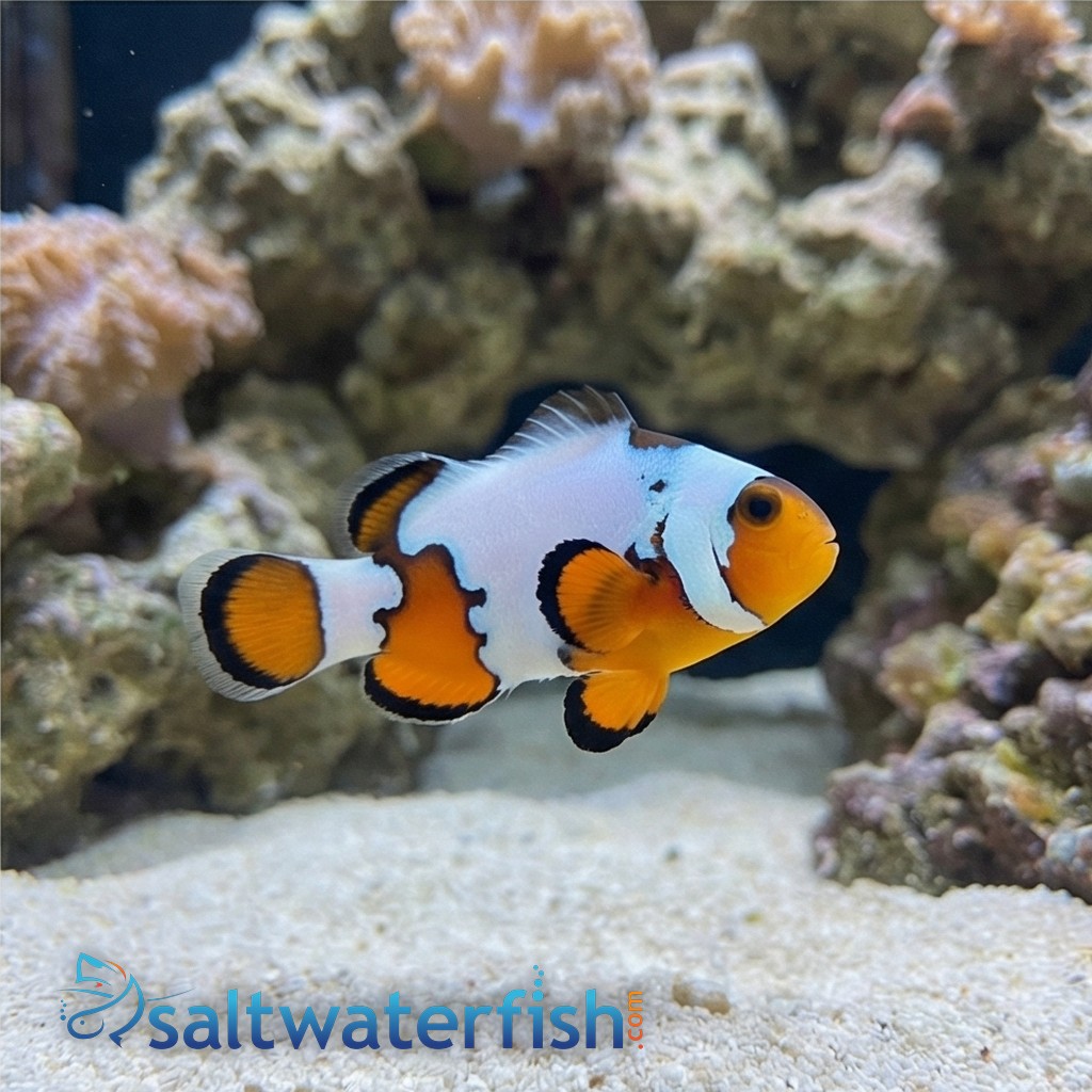 Snowflake Clownfish Premium - Captive Bred