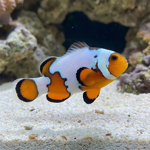 Snowflake Clownfish Premium - Captive Bred