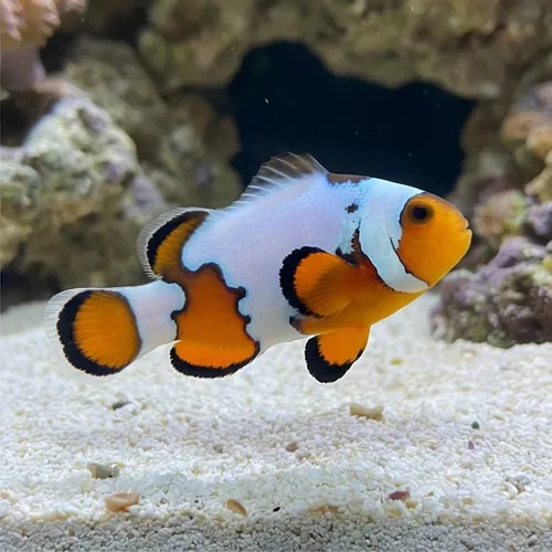 Snowflake Clownfish Premium - Captive Bred