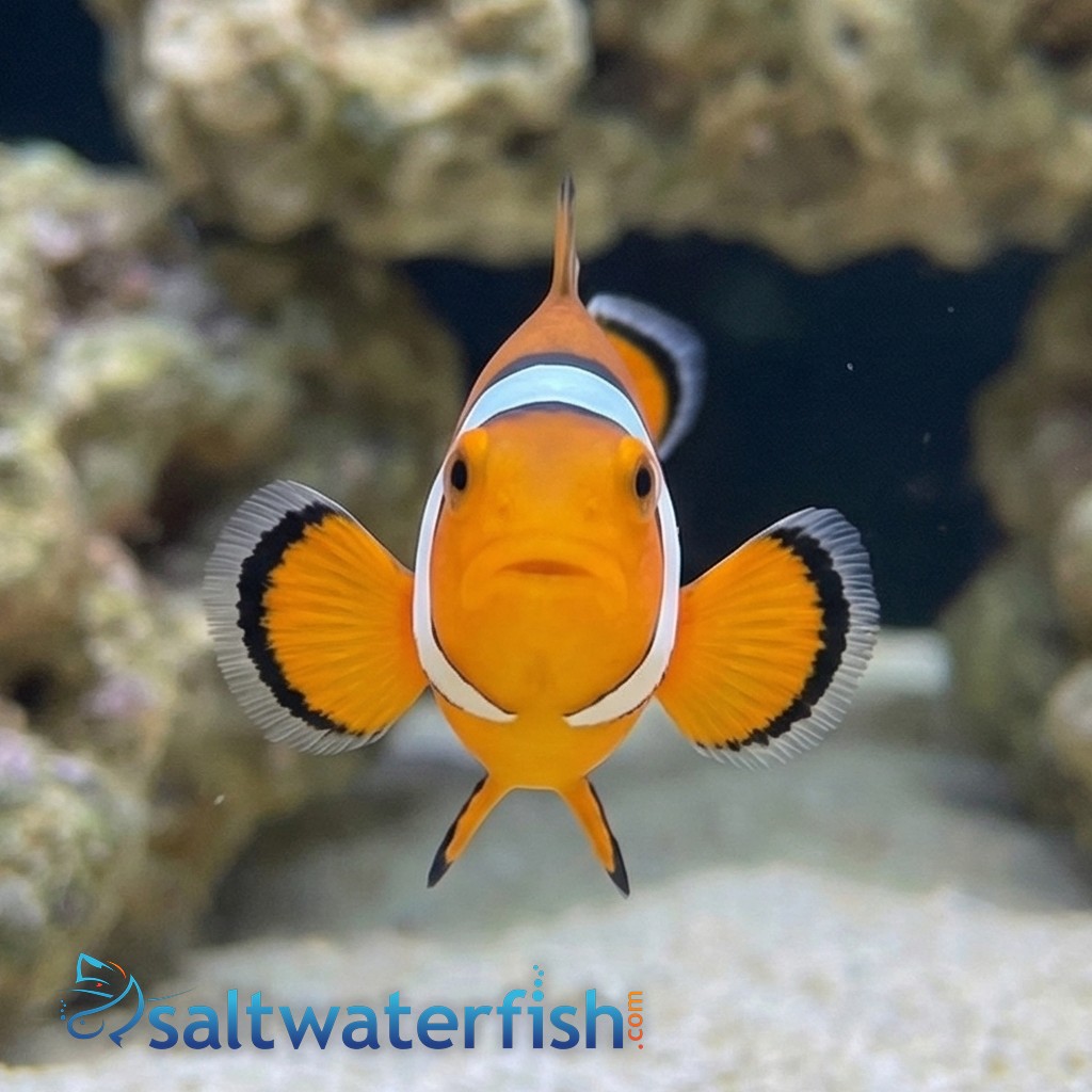 Snowflake Clownfish - Captive Bred