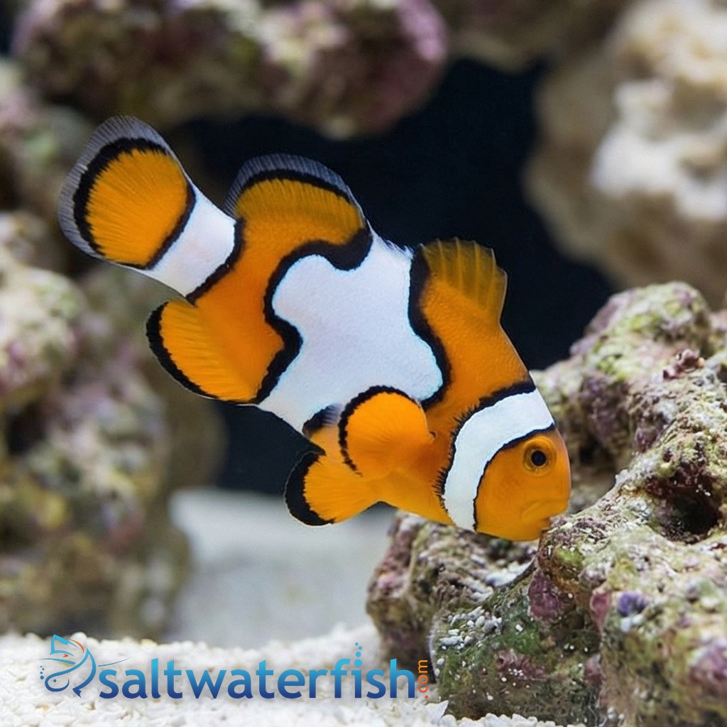 Snowflake Clownfish - Captive Bred