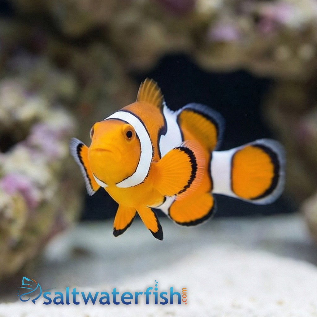 Snowflake Clownfish - Captive Bred