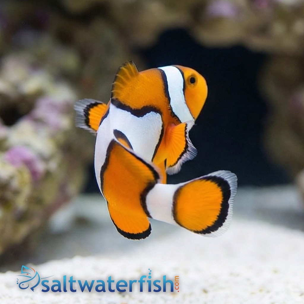 Snowflake Clownfish - Captive Bred