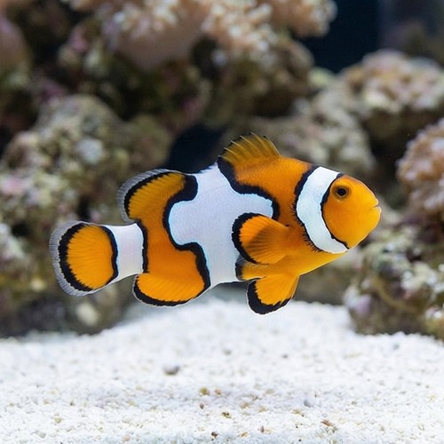 Snowflake Clownfish - Captive Bred