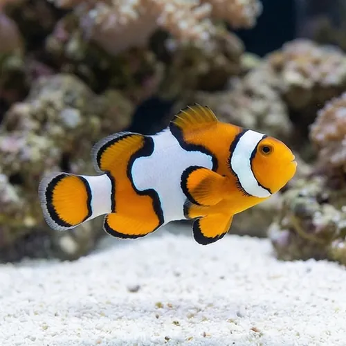 Snowflake Clownfish - Captive Bred