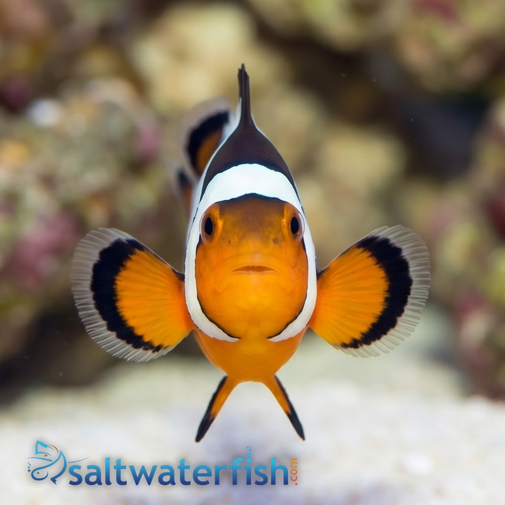 Snowflake Clownfish S4 - Captive Bred