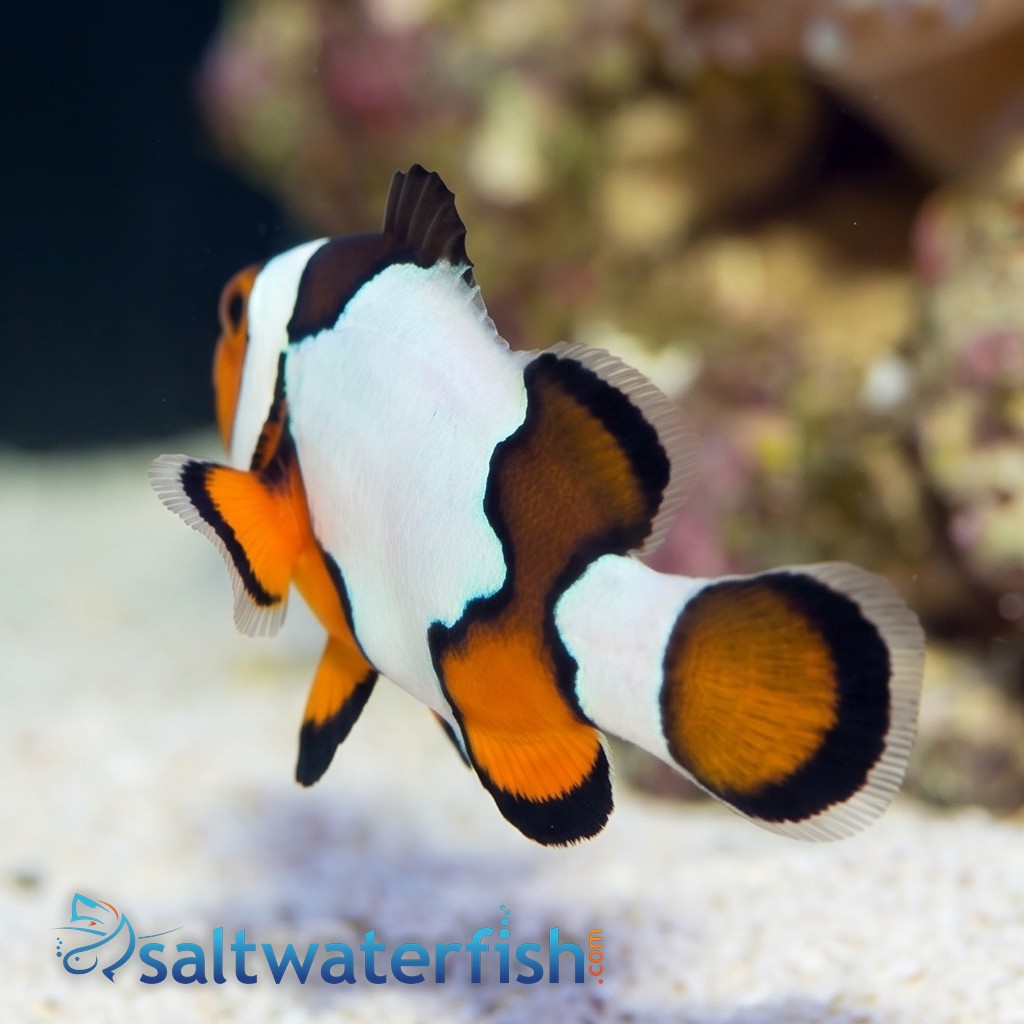Snowflake Clownfish S4 - Captive Bred