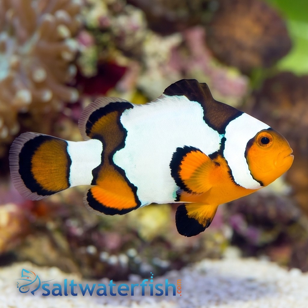 Snowflake Clownfish S4 - Captive Bred