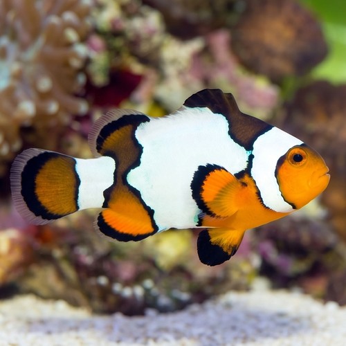 Snowflake Clownfish S4 - Captive Bred