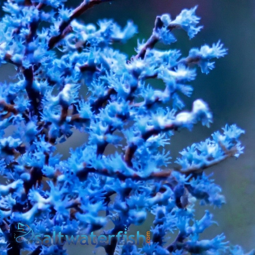 Blueberry Sea fan Gorgonian - Aquacultured