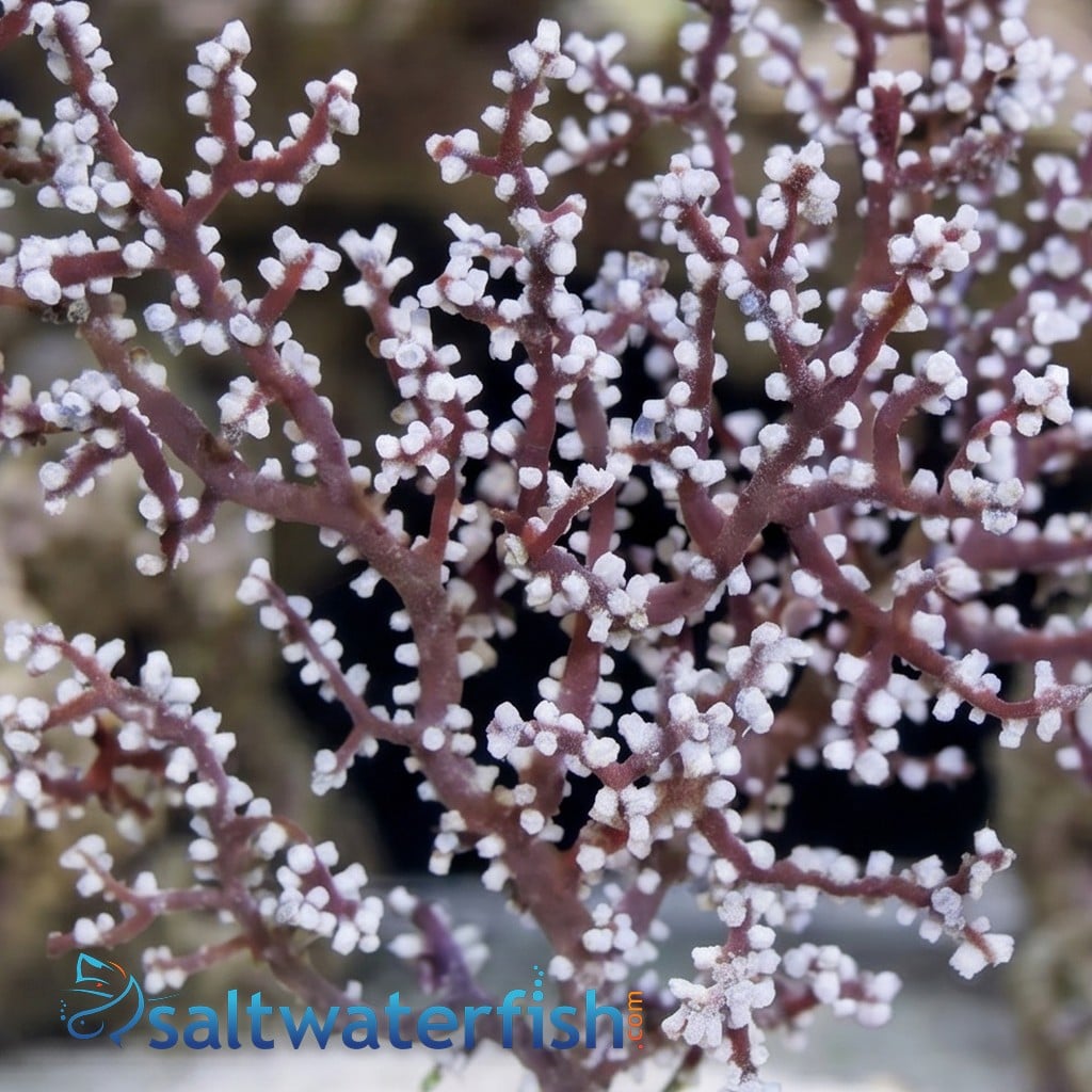 Blueberry Sea fan Gorgonian - Aquacultured