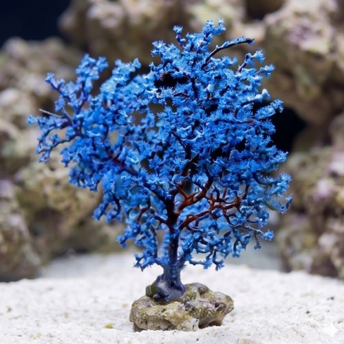 Blueberry Sea fan Gorgonian - Aquacultured