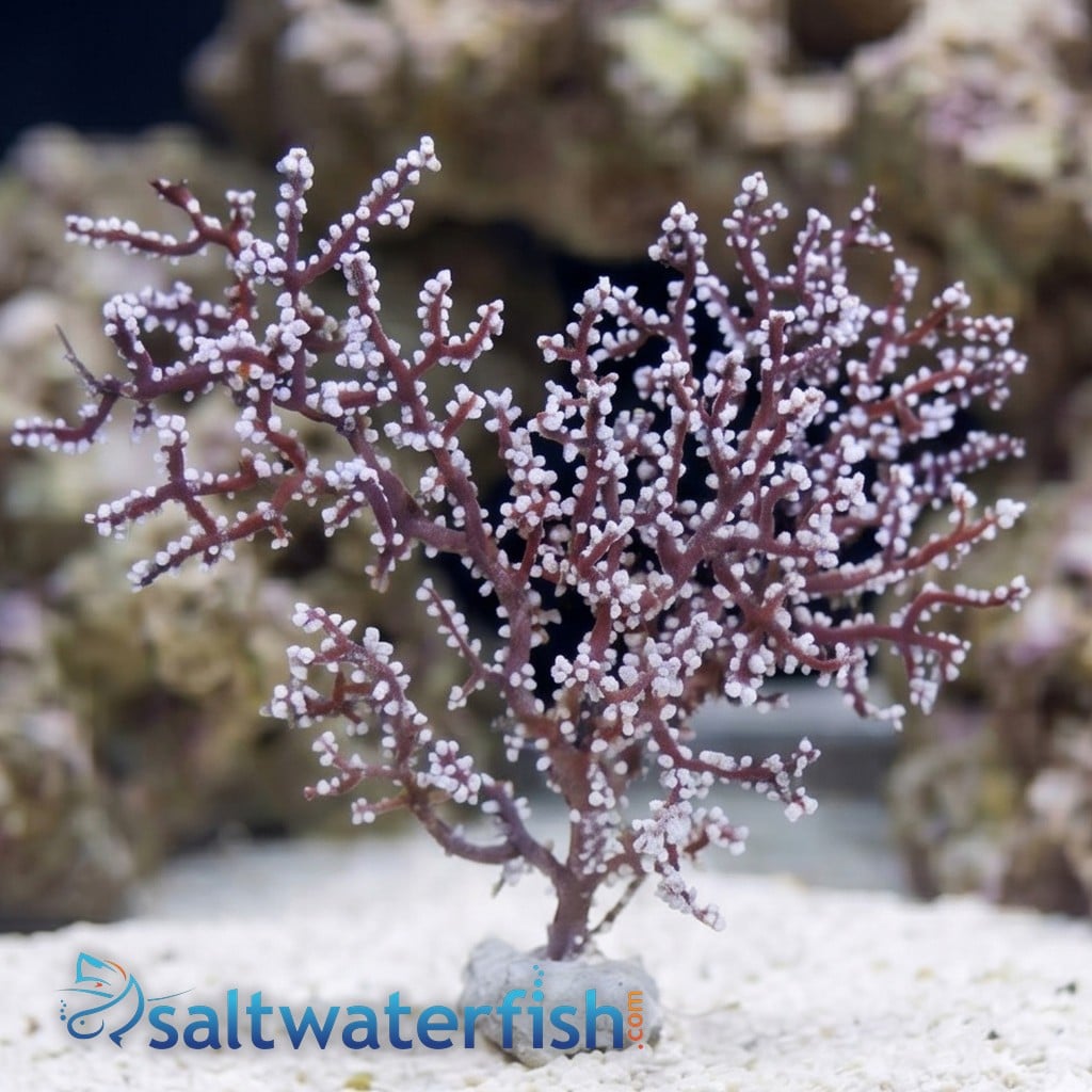 Blueberry Sea fan Gorgonian - Indo Pacific