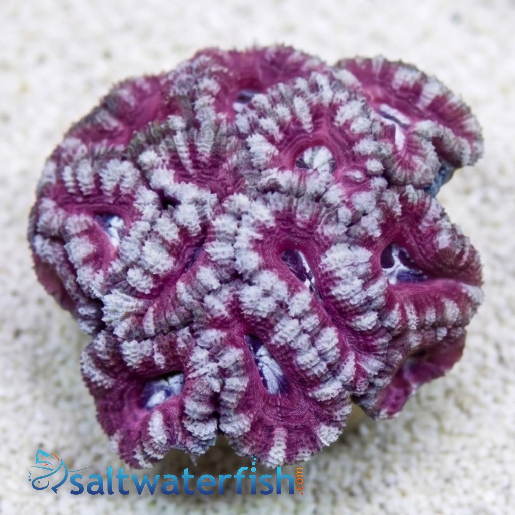 Acan Lord (Micromussa): Bi-Color - South Pacific