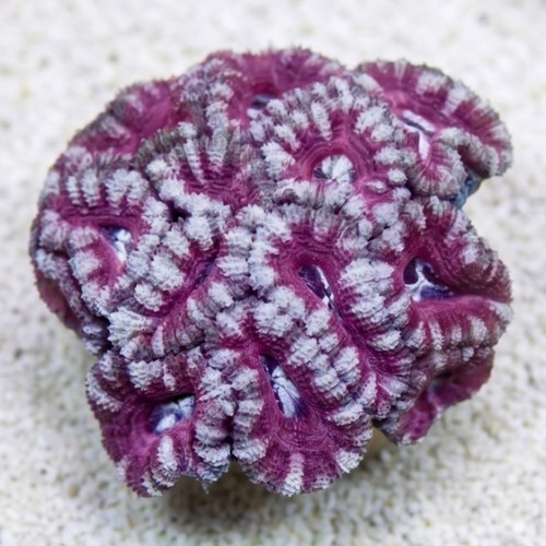 Acan Lord (Micromussa): Bi-Color - South Pacific