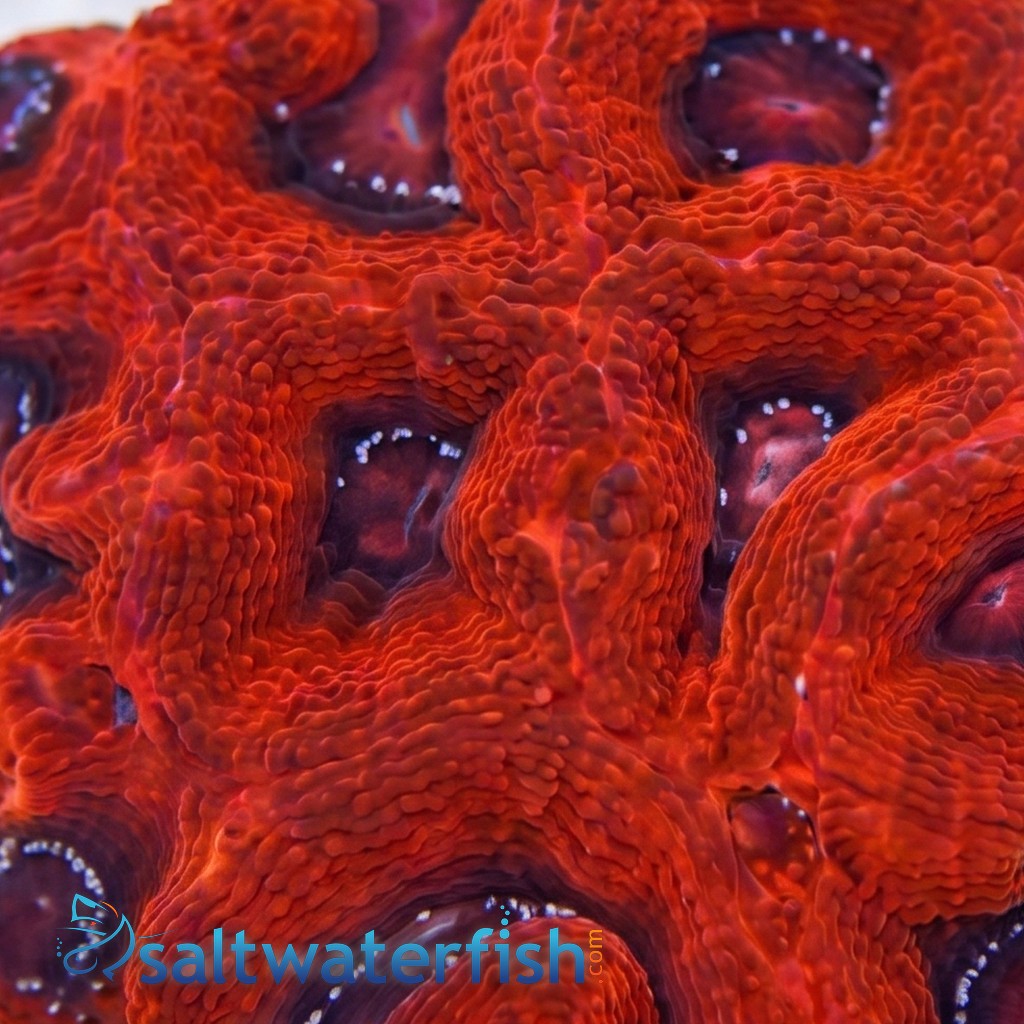 Acan Bowerbanki : Red - Australia