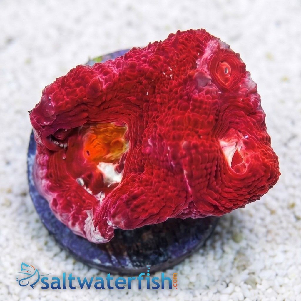 Acan Bowerbanki : Red - Australia