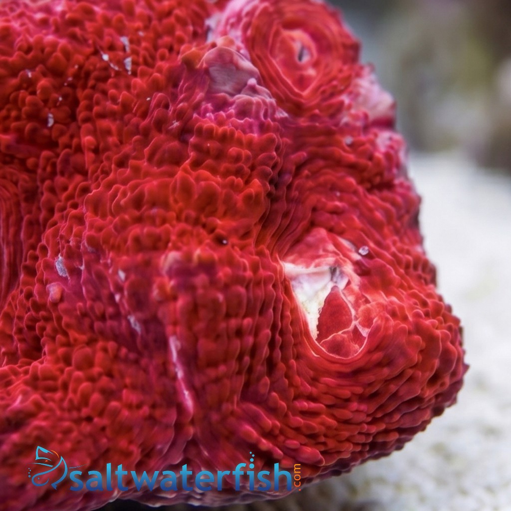 Acan Bowerbanki : Red - Australia