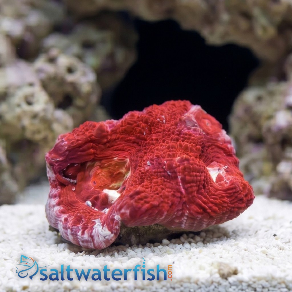 Acan Bowerbanki : Red - Australia
