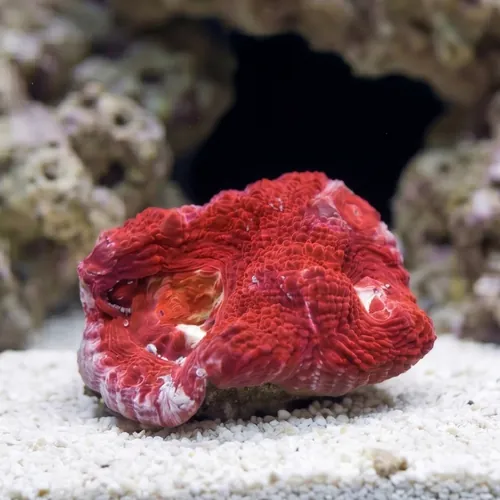 Acan Bowerbanki : Red - Australia