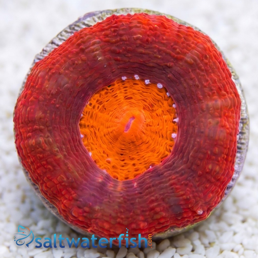 Acan Bowerbanki : Red - Australia