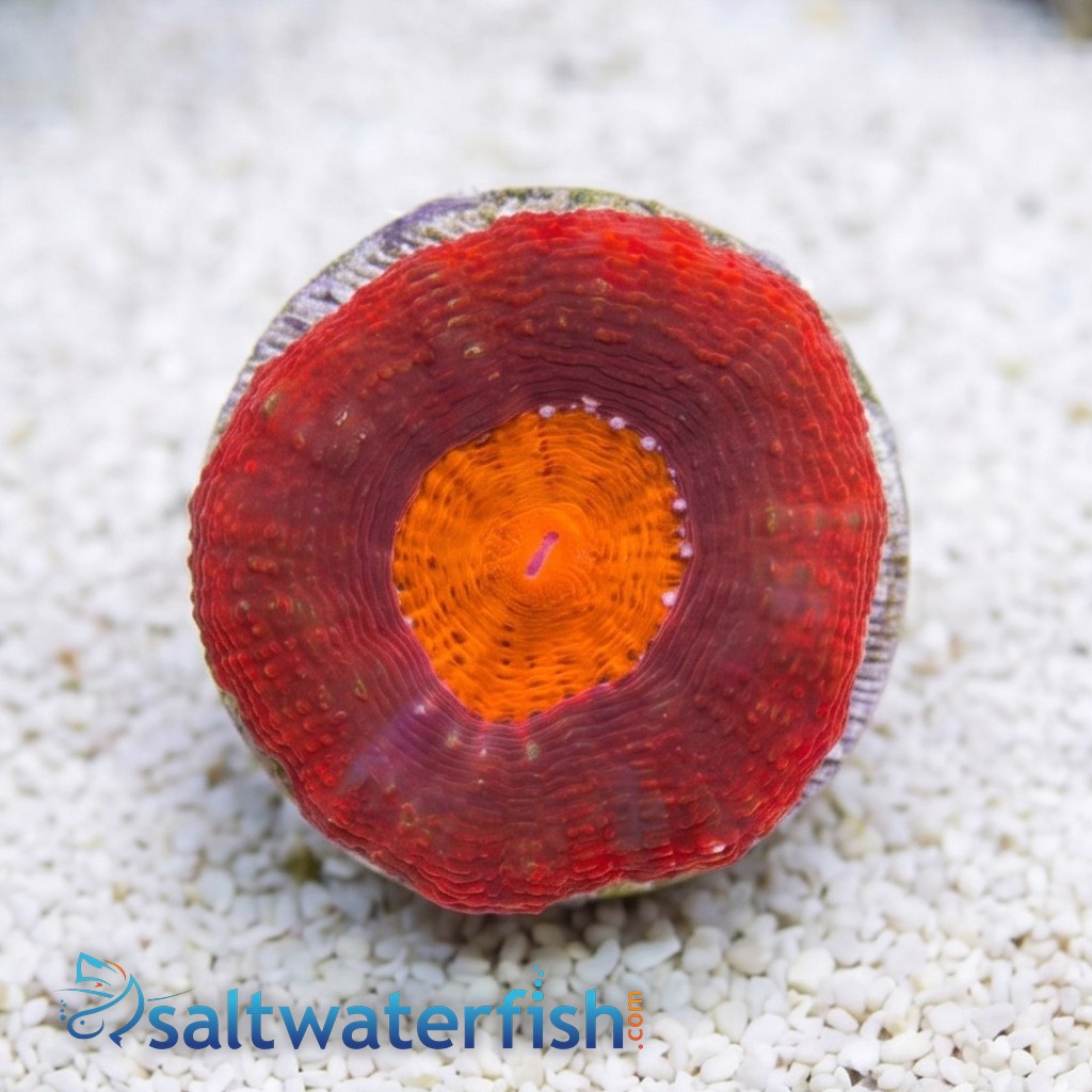 Acan Bowerbanki : Red - Australia