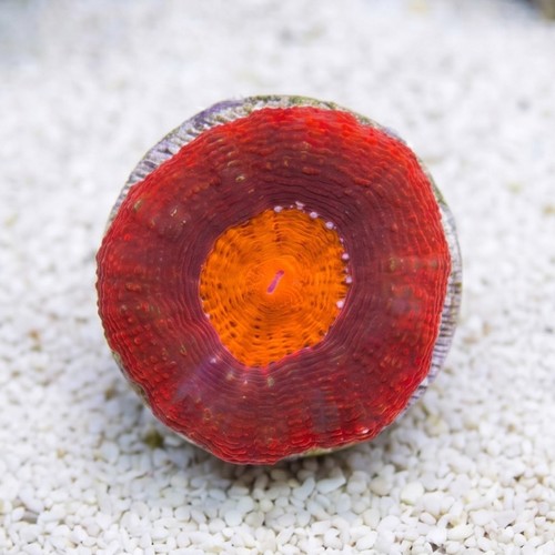 Acan Bowerbanki : Red - Australia
