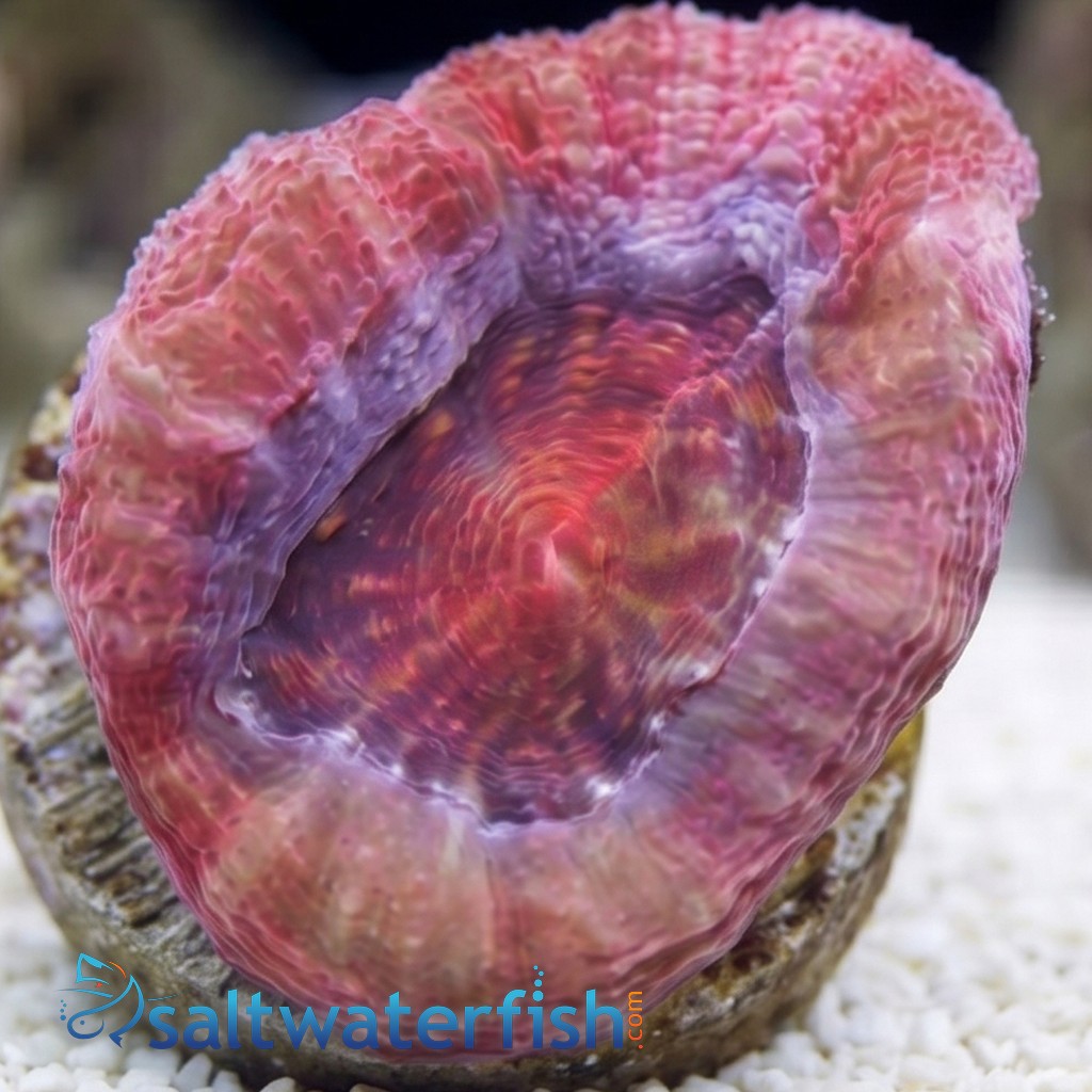 Acan Bowerbanki : Ultra Color - Australia