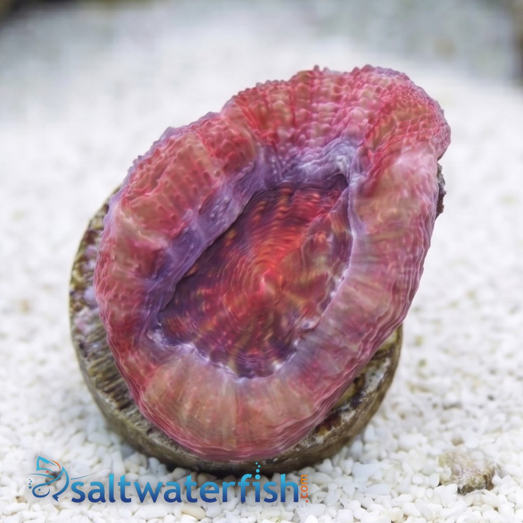 Acan Bowerbanki : Ultra Color - Australia