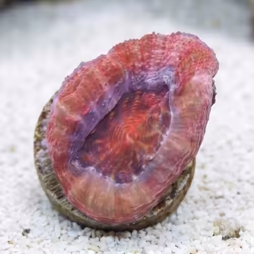 Acan Bowerbanki : Ultra Color - Australia