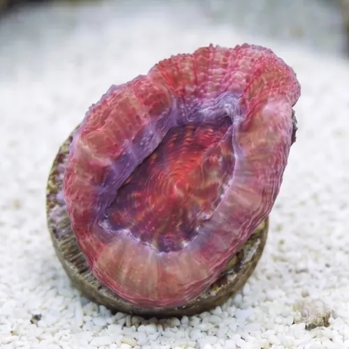 Acan Bowerbanki : Ultra Color - Australia