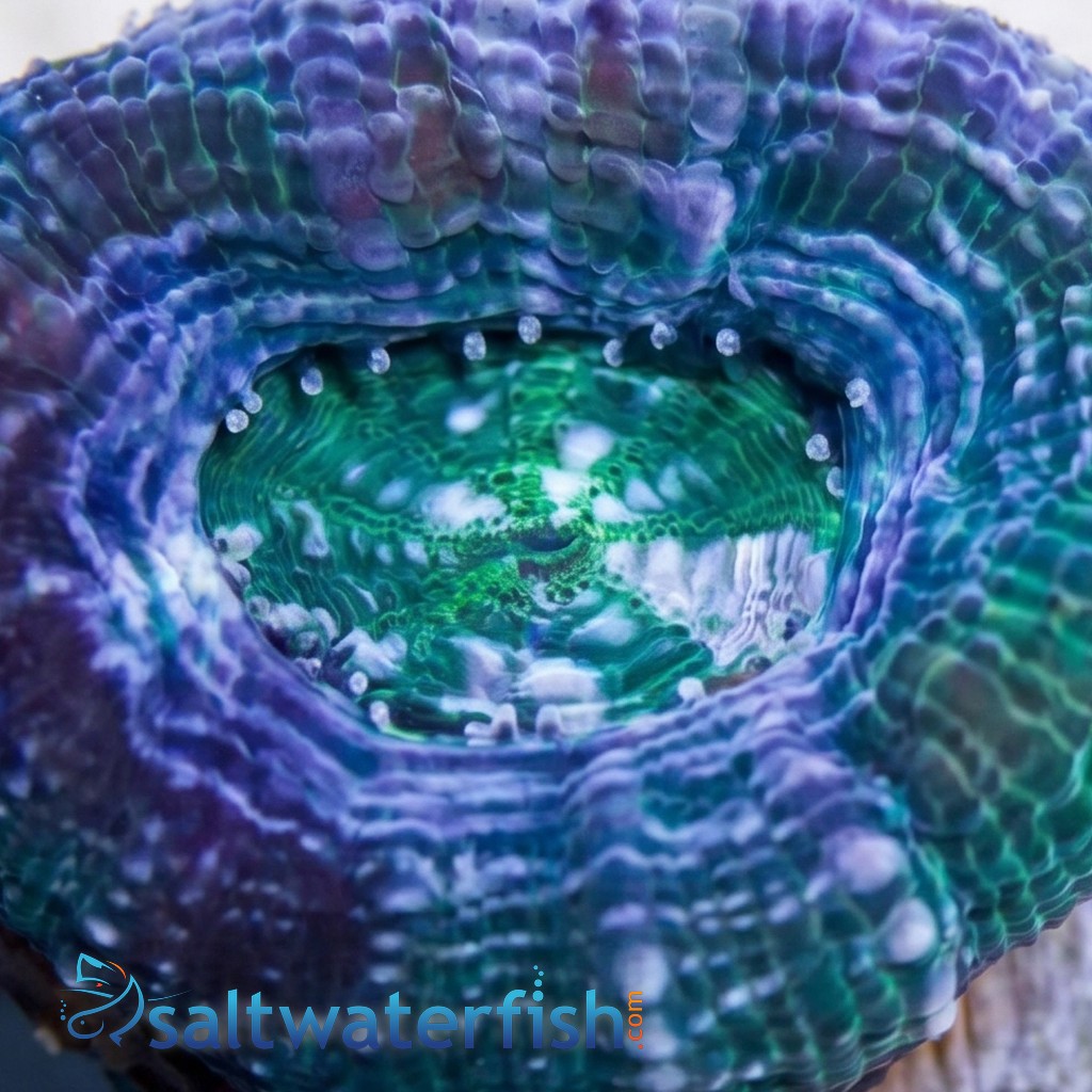 Acan Bowerbanki : Green - Australia
