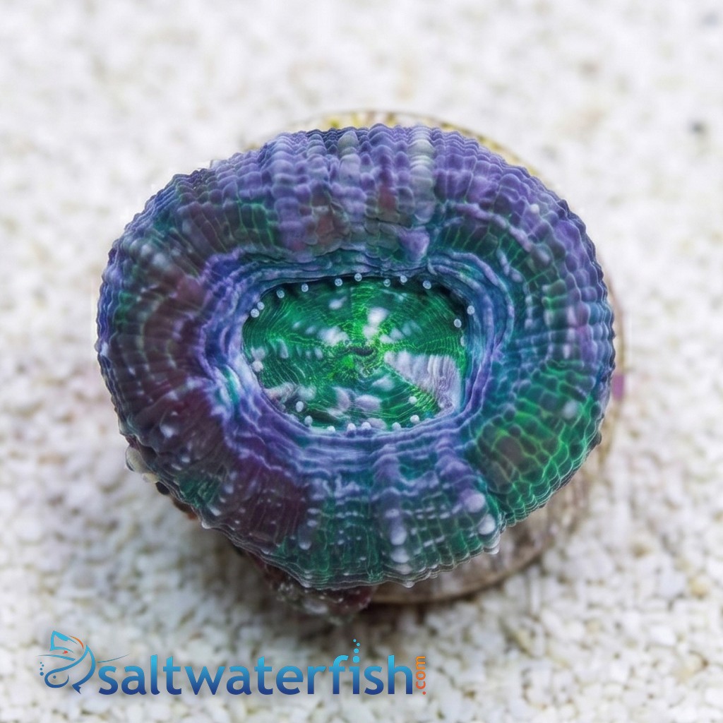 Acan Bowerbanki : Green - Australia