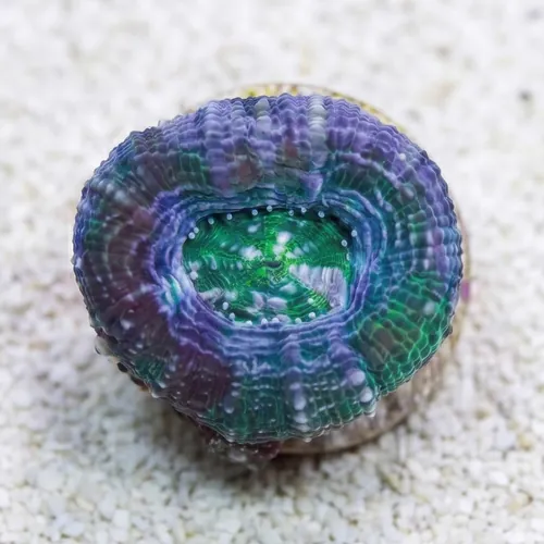 Acan Bowerbanki : Green - Australia