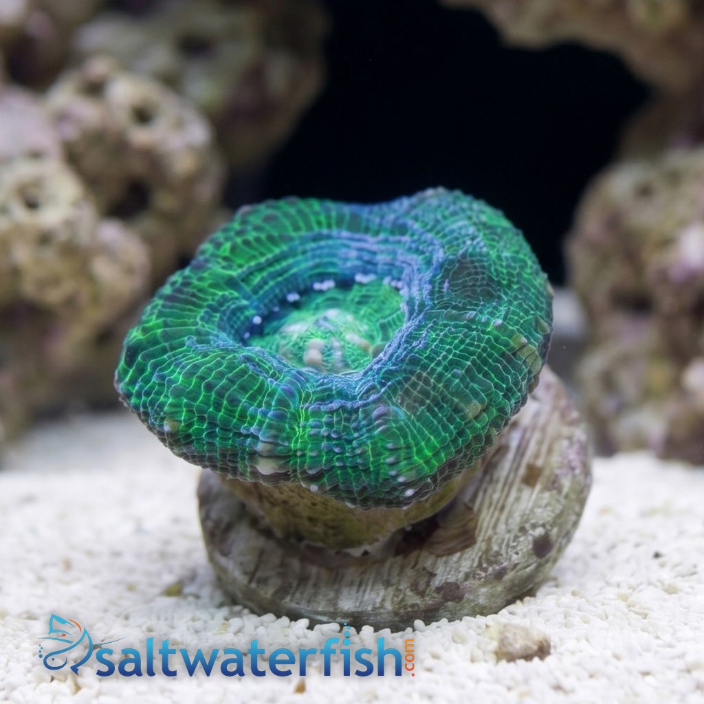 Acan Bowerbanki : Green - Australia