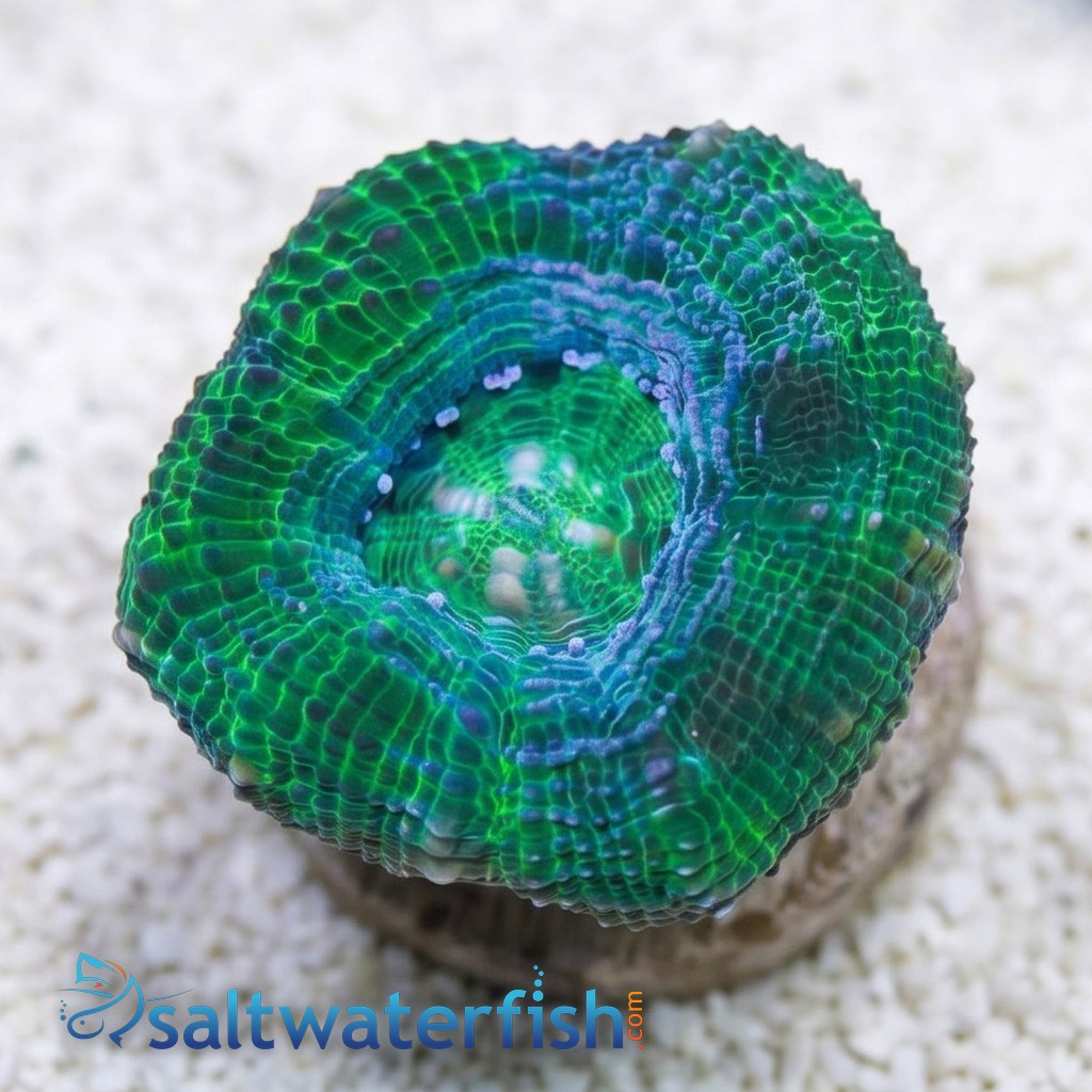 Acan Bowerbanki : Green - Australia