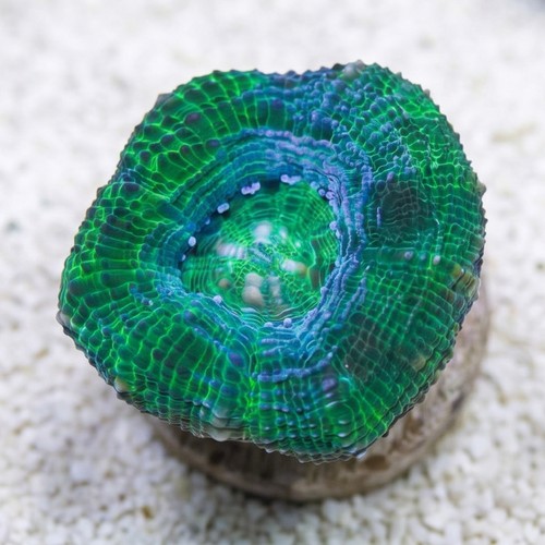 Acan Bowerbanki : Green - Australia