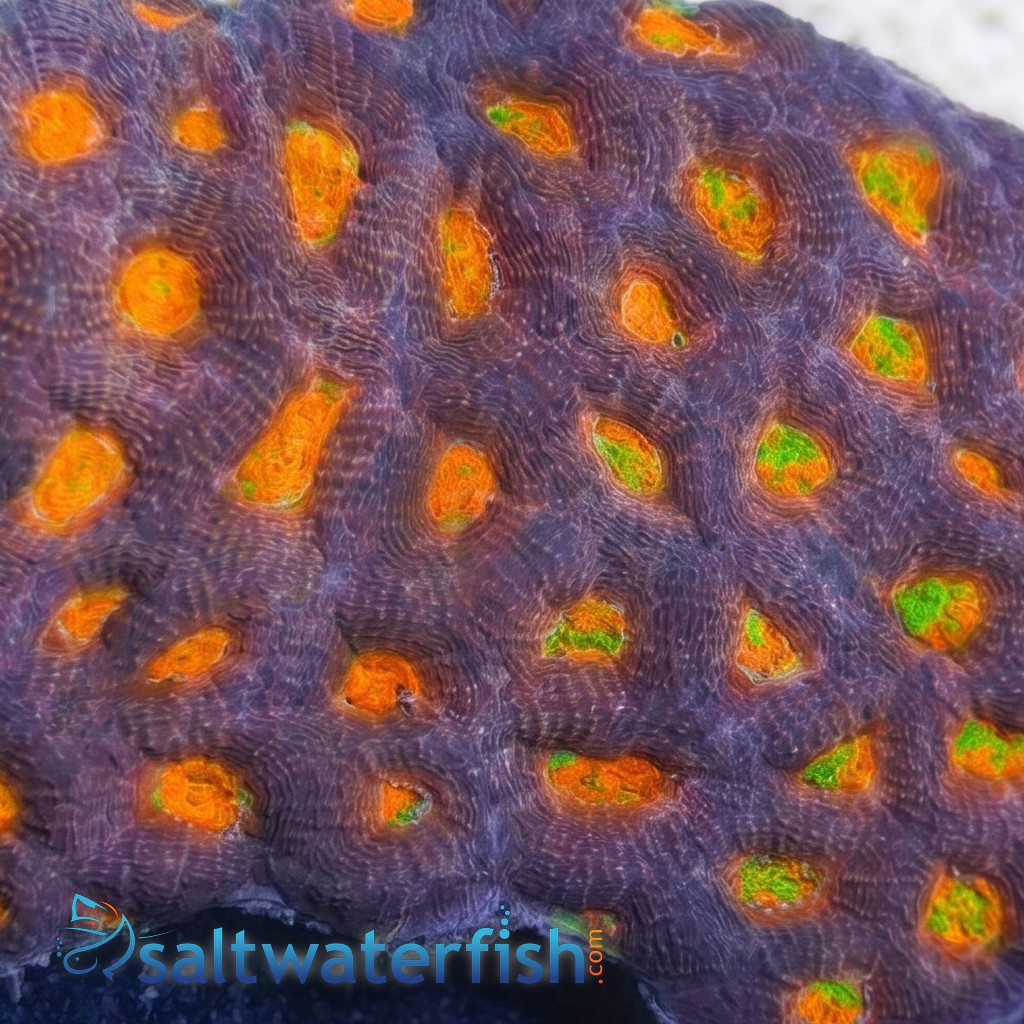 Acan: Orange/Red Eye