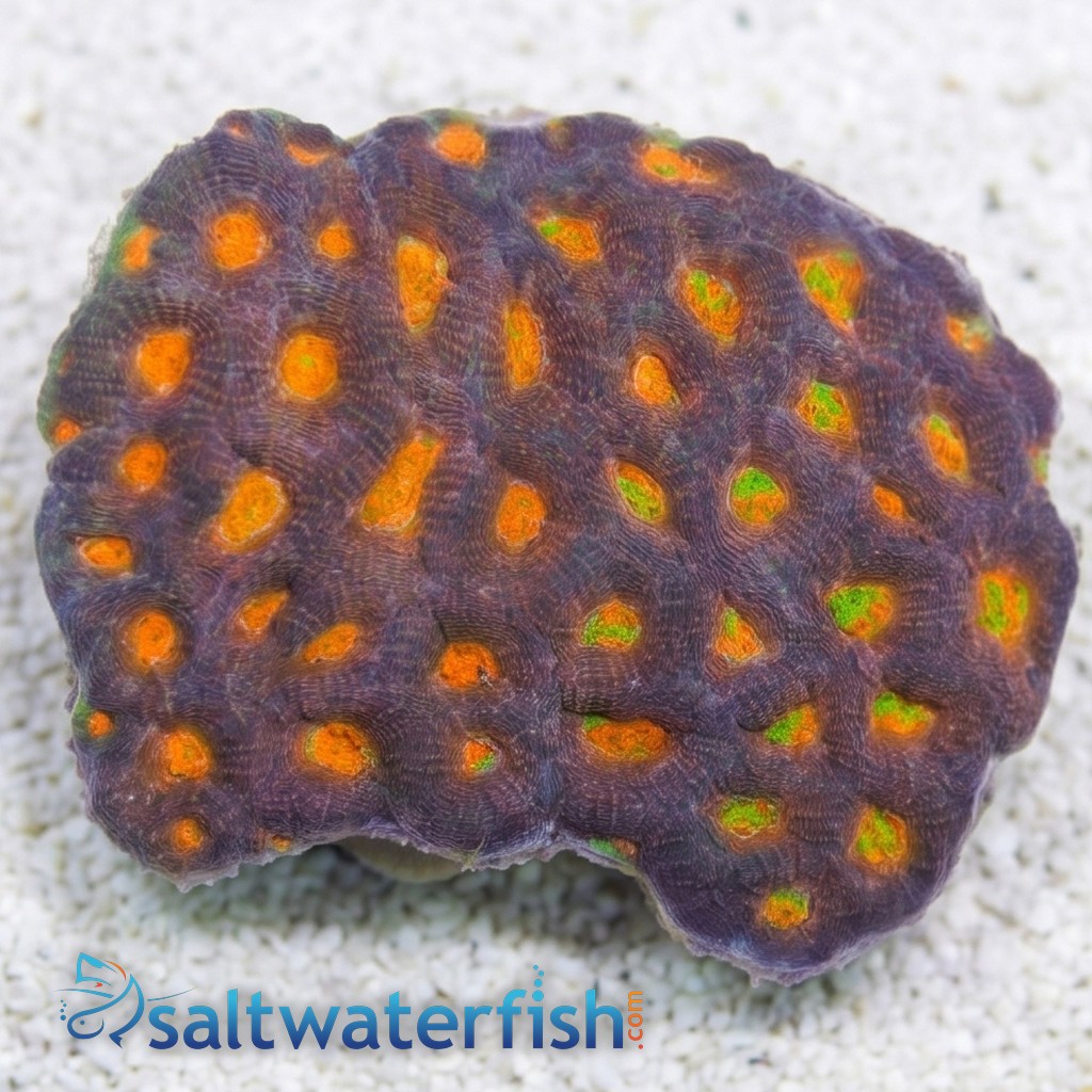 Acan: Orange/Red Eye