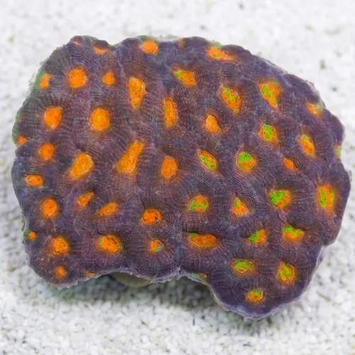 Acan: Orange/Red Eye