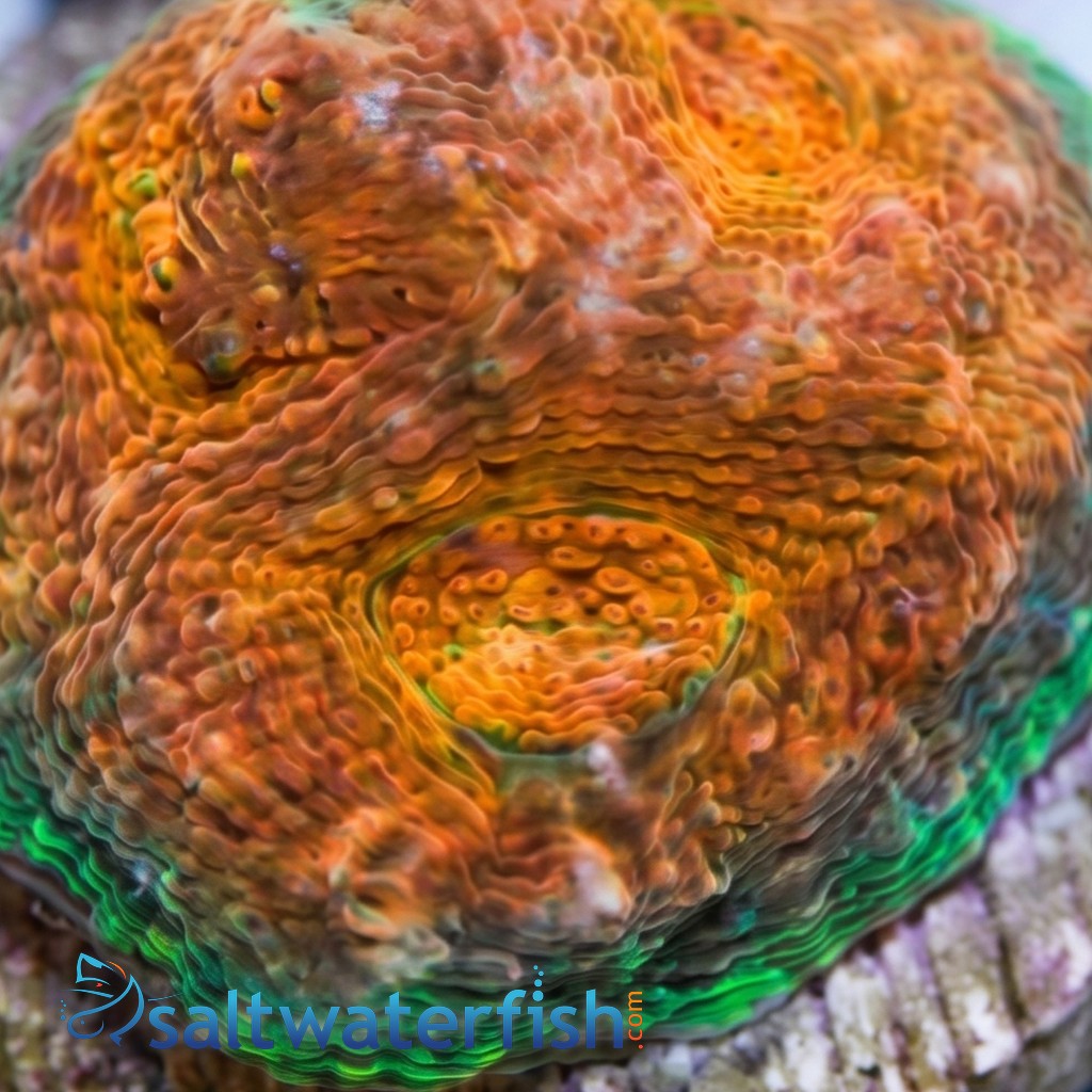 Acan Echinata: Orange w/ Red Eye - Australia Aquacultured