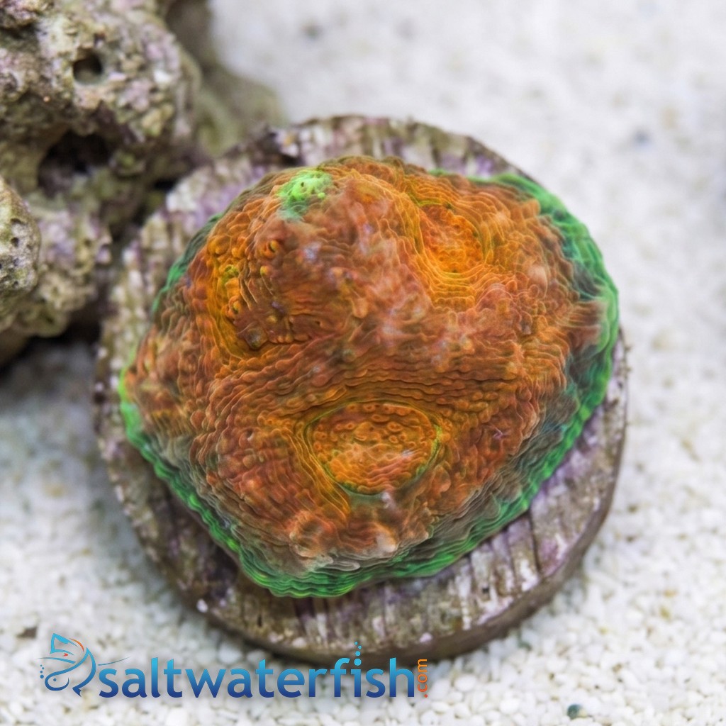 Acan Echinata: Orange w/ Red Eye - Australia Aquacultured