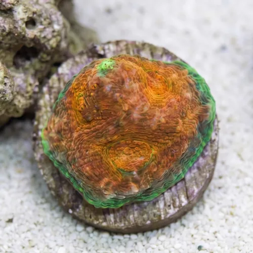 Acan Echinata: Orange w/ Red Eye - Australia Aquacultured