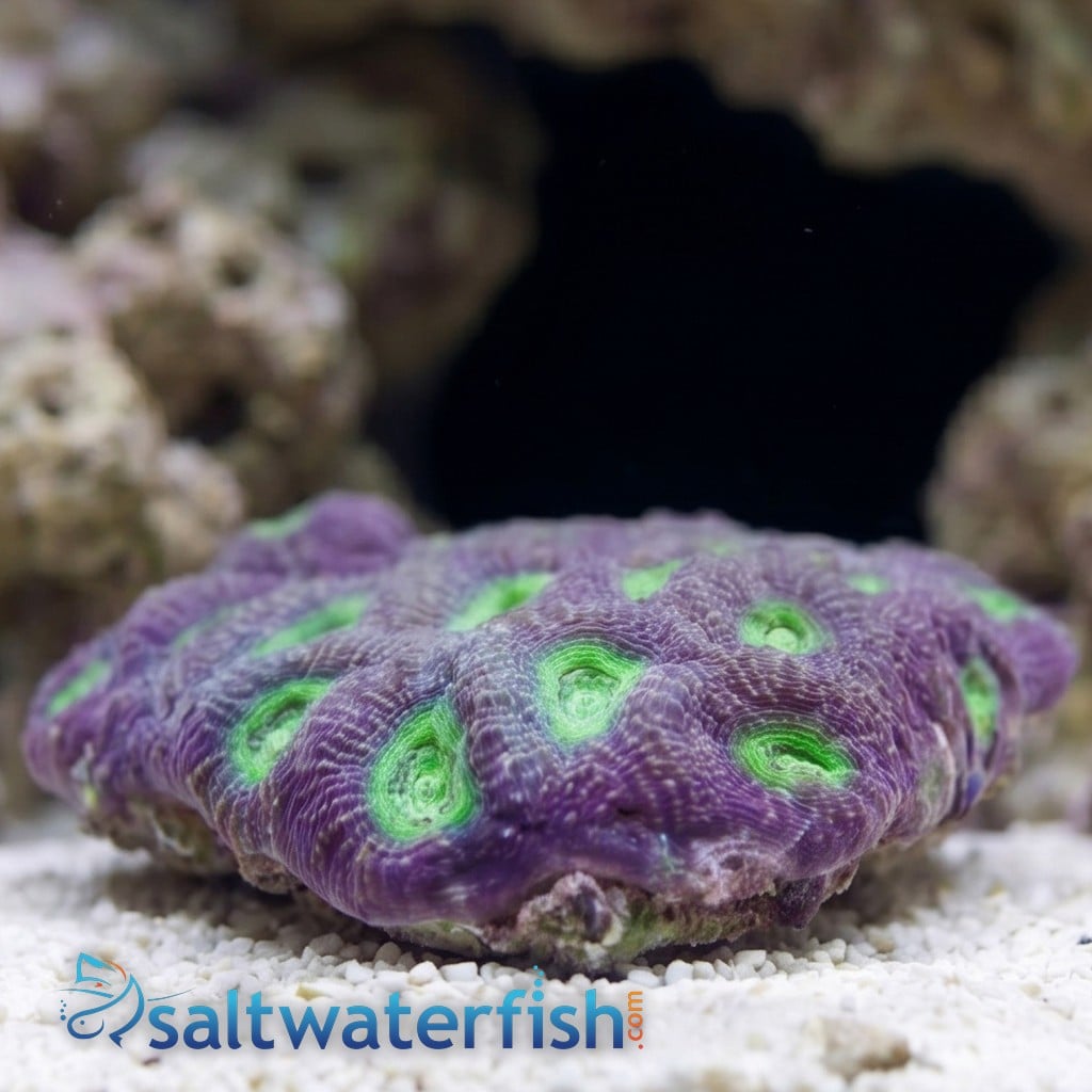 Acan Echinata: Neon Green Eye - Australia