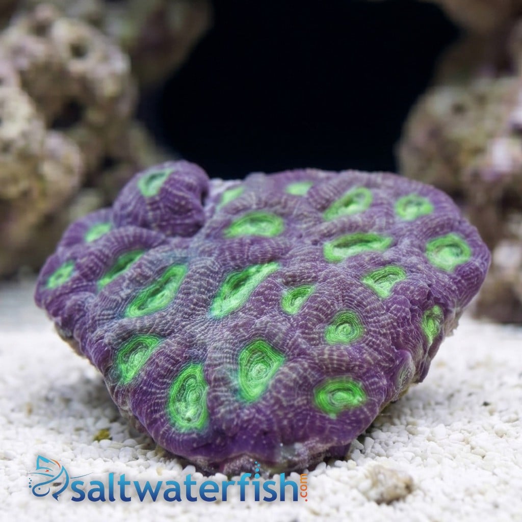 Acan Echinata: Neon Green Eye - Australia