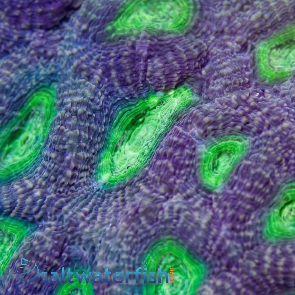 Acan Echinata: Neon Green Eye - Australia