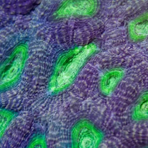 Acan Echinata: Neon Green Eye - Australia